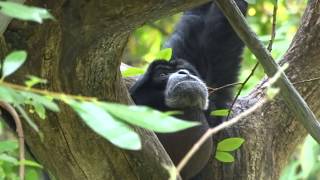 Siamang quotHowler Monkeyquot Howling [upl. by Manton]