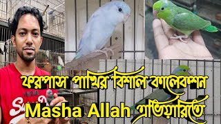 ফরপাস পাখির খামার। ForpusParrotlet bird Farm in Bangladesh [upl. by Ojyram]