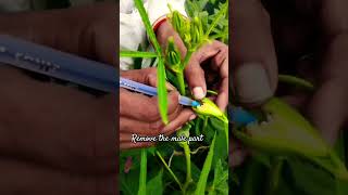 emasculation gardening agriculturist garden agriculture flowers [upl. by Brianna605]