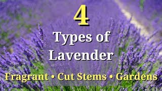 4 Types of Lavender Plants [upl. by Ines762]