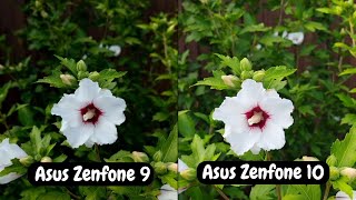 Asus Zenfone 9 vs Asus Zenfone 10  camera comparision 1 [upl. by Sheelah]