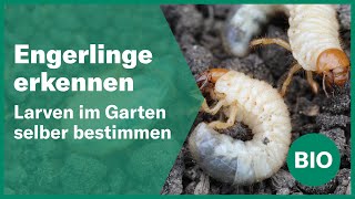 Engerlinge im Garten selber erkennen  Andermatt Biogarten [upl. by Oijile]