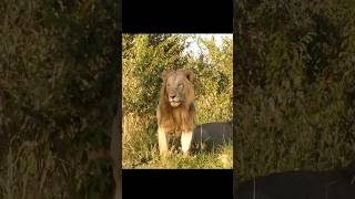 Joven león de una coalición de 6 Topi male lion shorts lions leão wildlife [upl. by Mccafferty]