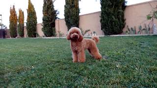 Macho Caniche Toy Rojo Semental Corralet Soni [upl. by Gurl]