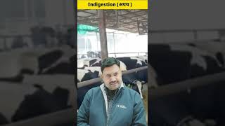 Indigestion in cattle treatmentvetsclub shortvideo [upl. by Azzil]