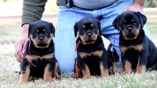 DKV Rottweilers Video Collection  Dzomba X Doxa Female Puppies [upl. by Richmound]