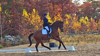 Kestrel Meadowbrook 0ct 26th show warm up canter [upl. by Malachy]