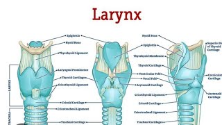 Larynx Model Part 02 Muscles  2nd Year MBBS OSPE [upl. by Doownyl]