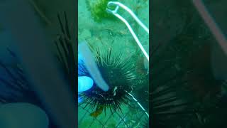 😲😲Sea urchins NatGeo seaurchins shorts trending factdives [upl. by Aicak]