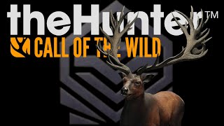 the Hunter Call of the Wild  Diamentowy Jeleń  Te Awaroa 145 [upl. by Atnoek]