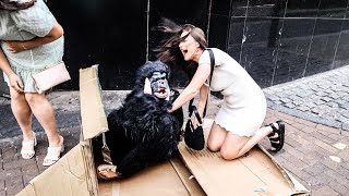 Gorilla GIRL fell DOWN funniest moments Gorilla prank [upl. by Kwok969]