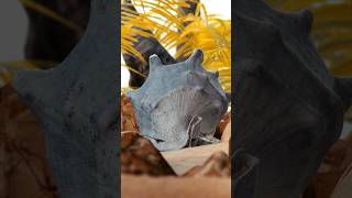 hyper real shell blender 3d 3dscan photogrammetry closeup fyp shell ocean beach [upl. by Hallagan360]