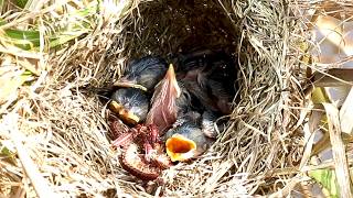 Top Bird Feeding Food babies Wild Wait Ear in Nest Life in grass   BirdsLifeCycle [upl. by Laurens922]