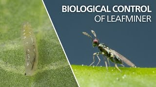 Biological control of leaf miner  Diglyphus isaea [upl. by Tharp932]