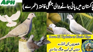 dove khumry k liye new ghr  dove breeding tips  khumry in Pakistan [upl. by Martelle143]