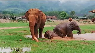 Proof of Dok Gaew’s beautiful life at Elephant Nature Park Thailand [upl. by Edrea]