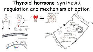 Thyroid hormone synthesis regulation and mechanism of action [upl. by Artim949]