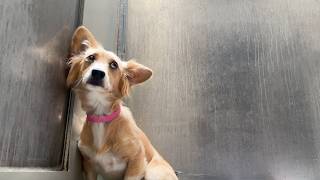 Watch How This Terrified Chihuahua Corgi Mix CLINGS to the Shelter Wall as She Tries to Disappear [upl. by Thevenot]