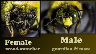 Carpenter Bees Damage Wood by Boring Male Carpenter Bee [upl. by Melia]