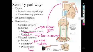 Chapter 15 Sensory and motor pathways [upl. by Leifeste]