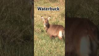 Waterbuck in the Serengeti waterbuck [upl. by Selma]