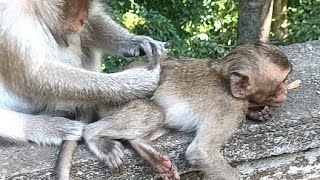 SIMEN Outdoor real life of monkey live stream [upl. by Roana]