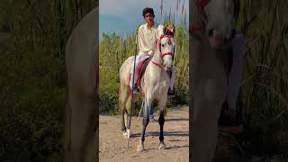 Tent pegging  Sawa ghora  stud  neza bazi ghora youtubeshorts ytshorts nezabaziinpakistan [upl. by Eisen536]