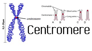 Centromere and kinetochore  chromosome structure and function [upl. by Chickie]