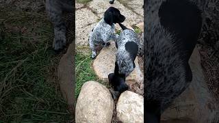 GSP DeutschKurzhaar Welpen lernen Bergsteigen Klettern spielen im Garten Hunde Jagd Pointer Familie [upl. by Sheryle274]