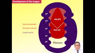 3Magdy Said  special embryology development of tongue and thyroid gland [upl. by Noxid]