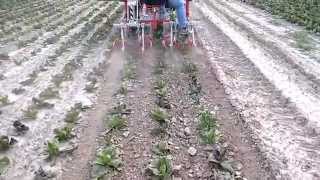 rotosark bineuse weeding machine hackmaschine sarcleuse weed control ORGANIC BIO [upl. by Capps]