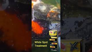 The Koi Have Dreaded White Spot Lets Treat It koi pond Whitespot shorts short shortvideo [upl. by Siradal]