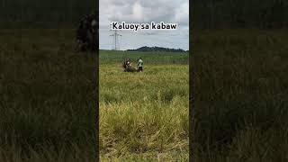 Hala ang kabaw kaluoy farming buhayfarmer [upl. by Odnanreh]