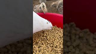 We use several different styles of feeder with varying degrees of success feeder chickens shorts [upl. by Gronseth]