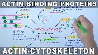 Accessory Proteins of Actin Cytoskeleton  Actin Binding Proteins [upl. by Dnomyad]