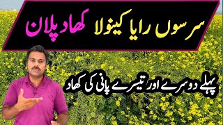 Fertilizer plan for mustard crop  Abid Ali Agrarian [upl. by Britton]