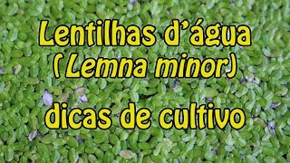 Lentilhas dágua Lemna minor  Dicas de cultivo [upl. by Jonathan120]