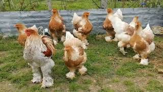 Lemon pyle brahma chicken  brahma chicken breed  lemon brahma  fancy hens amp rooster 🐓🐓🐔🐓 [upl. by Joy]