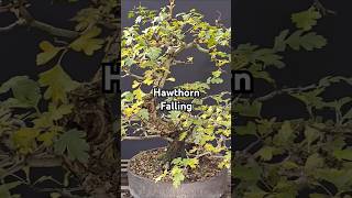 Beautifull Old Hawthorn Bonsai Entering Fall [upl. by Norahs672]