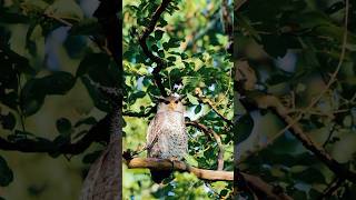 A spotbellied eagle owl nature wildlife birds photography shorts viralshorts youtubeshorts [upl. by Essiralc]