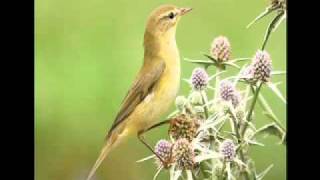 Getting to grips with warblers 1 Chiffchaff Vs Willow Warbler [upl. by Remoh602]