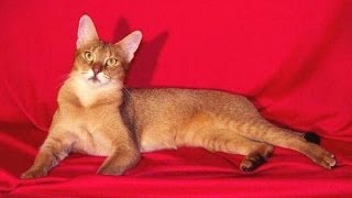 Animal Planet  Cats 101  Chausie [upl. by Willcox]