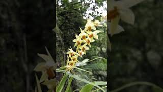 Dendrochilum abbreviatum [upl. by Hu936]