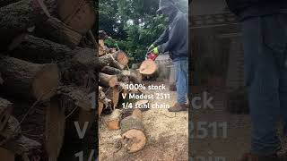 Stock v modest 2511 with stihl 14 pitch bar amp chain cutting hickory chainsaw [upl. by Nanji]