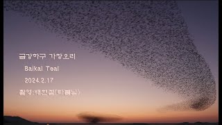 가창오리군무Baikal Teal2324시즌 BEST [upl. by Atem]