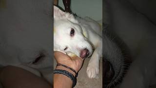 Dil ka tukda🐶🐶 petscocodogcocoopuppydoglover cocolove cutepetlover dogs love dogs [upl. by Amzaj]