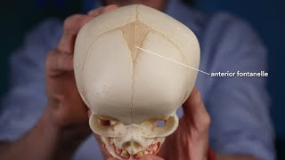 Fontanelle anatomy [upl. by Glynias]