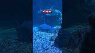 Hausverbot im Aquarium 🐠  How2Shirli [upl. by Filmore]