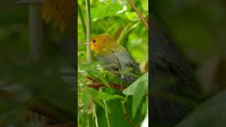 Saving Wetlands Can Save This Adorable Bird from Extinction [upl. by Sucramad]