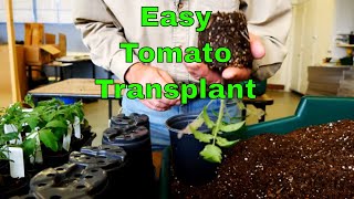 How to Transplant Tomato Seedlings [upl. by Keri]